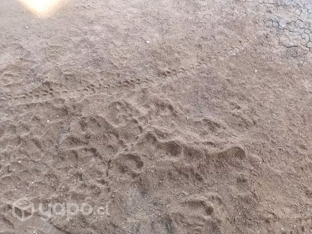 Alimentos para aves alta postura