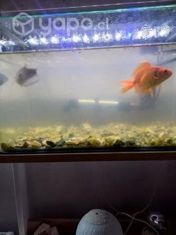 Pecera con dos peces y accesorios