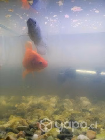 Pecera con dos peces y accesorios