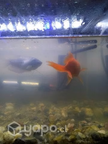 Pecera con dos peces y accesorios