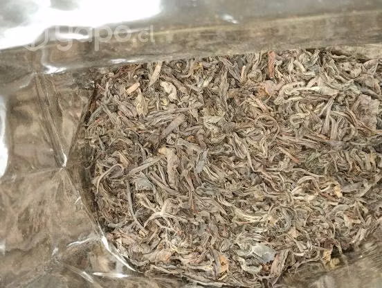 Te ceilan hoja larga premium - Imagen 4