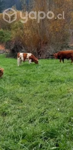 2 vacas preñadas y 2 terneros