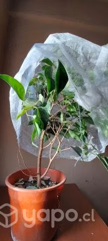 Malla Antihelada para plantas y cultivos