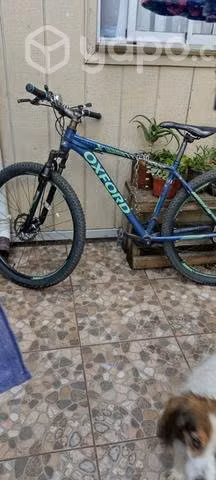 Oxford Merak 1
