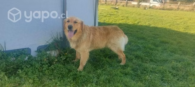 Golden retriever