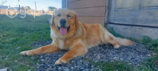 Golden retriever
