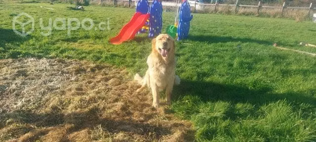 Golden retriever