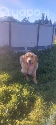 Golden retriever