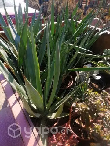 Agaves tequileros