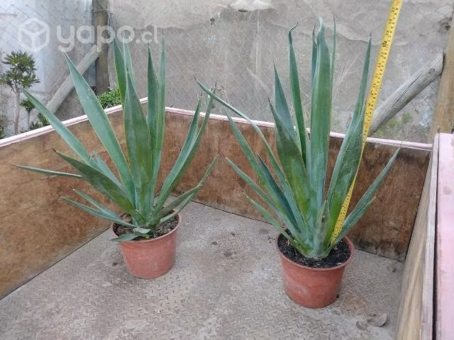 Agaves tequileros - Imagen 2