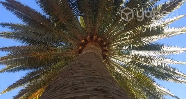 Palmeras las condes