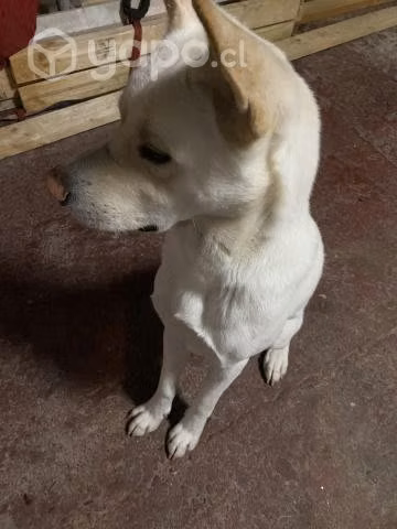 Busca hogar perrito
