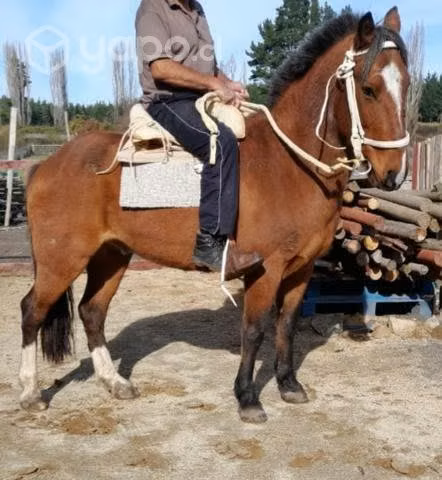 Caballo manso