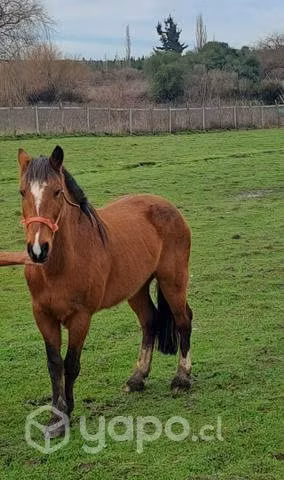 Caballo manso