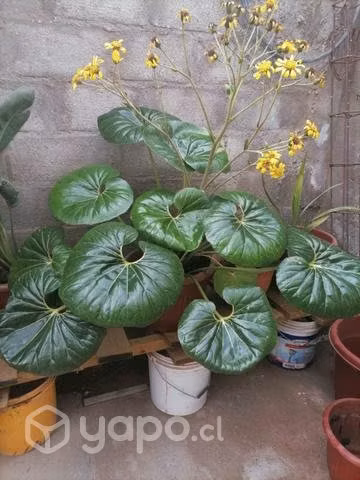 Hermosa planta - Imagen 3
