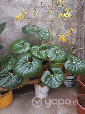 Hermosa planta - Imagen 2