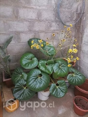 Hermosa planta