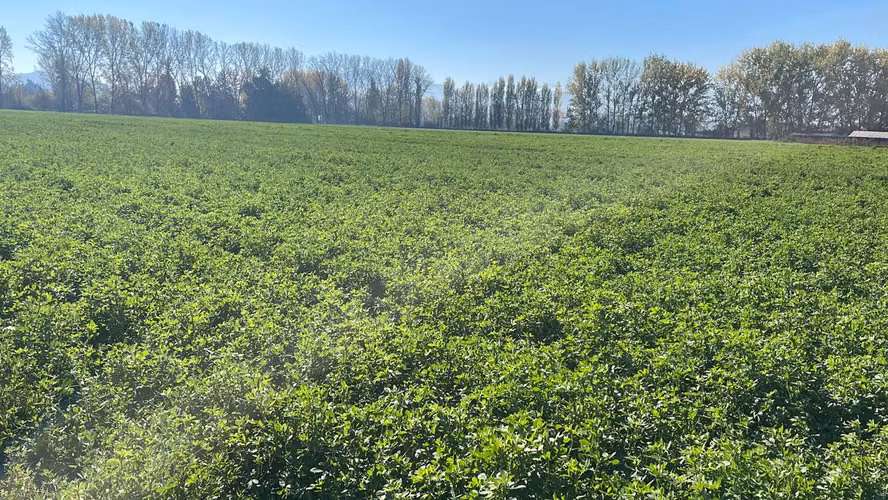 Fardos de alfalfa; bolos de alfalfa y avena