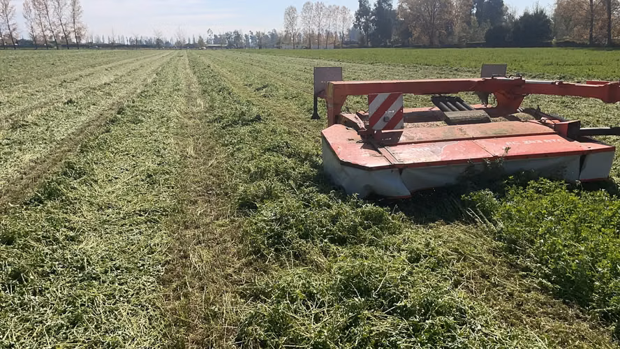 Fardos de alfalfa; bolos de alfalfa y avena
