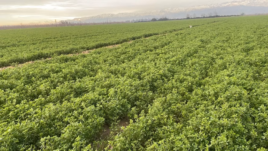 Fardos de alfalfa; bolos de alfalfa y avena