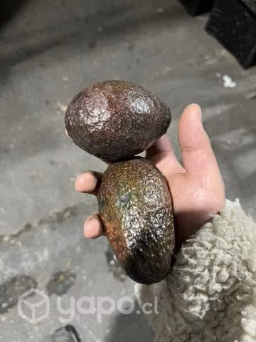 Palta hass - Imagen 3