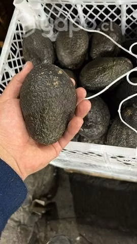Palta hass - Imagen 2