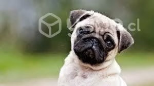 Alimento perro biofresh 3 kilos - Imagen 3