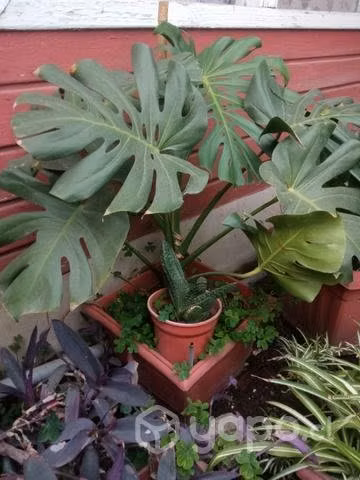 Monstera sana y en crecimiento en rancagua