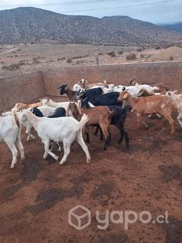 Cabras mestizas alpinas con sanne