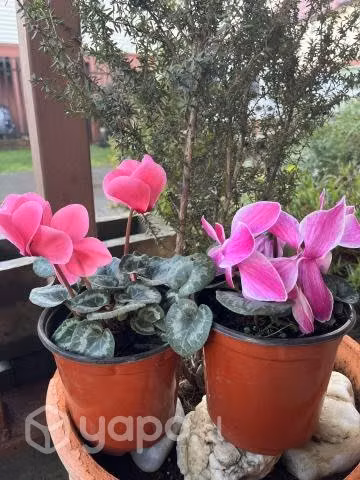 Violetas de los Alpes