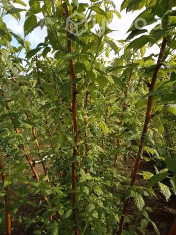Plantas de Frambuesas
