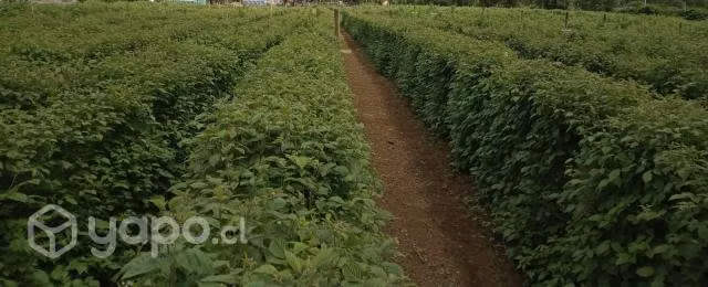 Plantas de Frambuesas