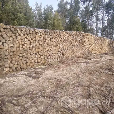 Leña de Eucaliptus