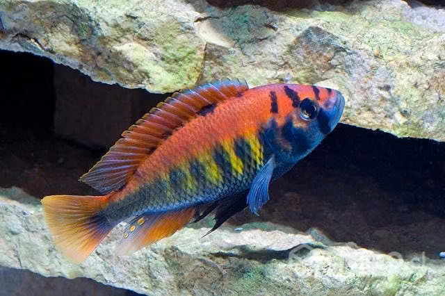 Aplochromis pundamilia neyeri