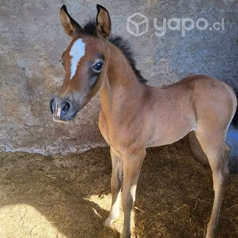 Haras de caballos arabes Haras Puquelahue