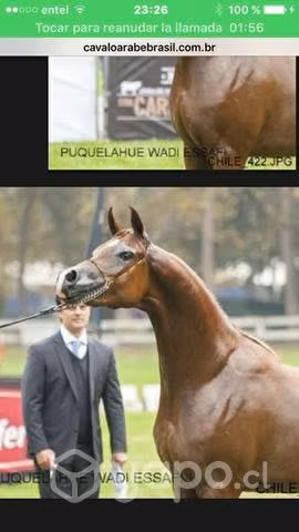 Haras de caballos arabes Haras Puquelahue