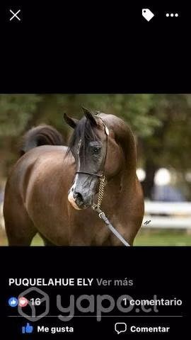 Haras de caballos arabes Haras Puquelahue