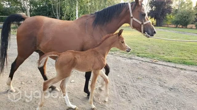 Haras de caballos arabes Haras Puquelahue