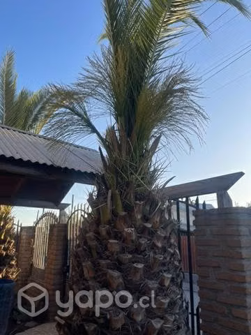 Palmeras Fénix