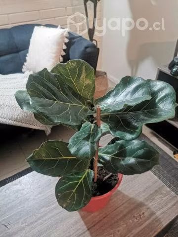 Ficus lyrata - Imagen 2