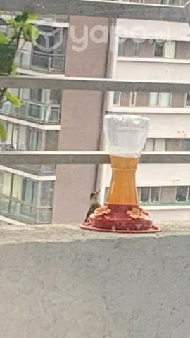 Bebedero para COLIBRÍ - Imagen 4