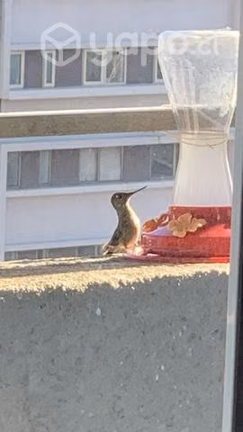 Bebedero para COLIBRÍ - Imagen 6