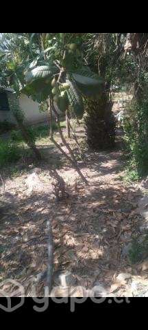 Sitio con casa antigua - Imagen 5
