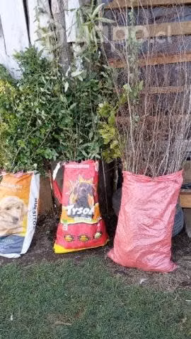 Plantas de nativos - Imagen 4
