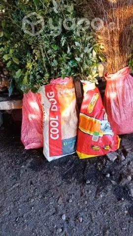 Plantas de nativos - Imagen 2