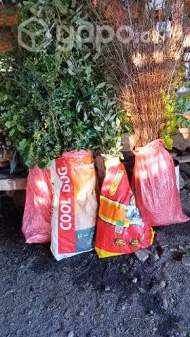 Plantas de nativos - Imagen 3