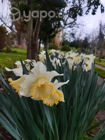 Bulbos de narcizos