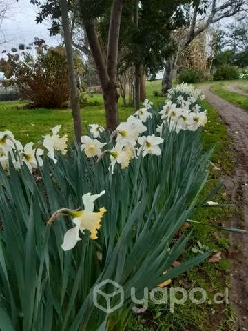Bulbos de narcizos
