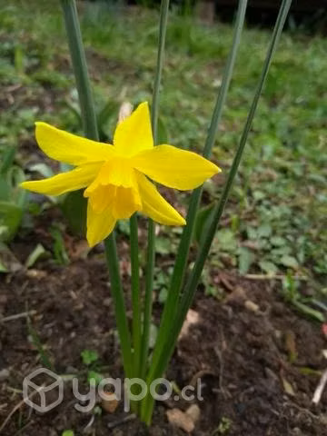 Bulbos de narcizos