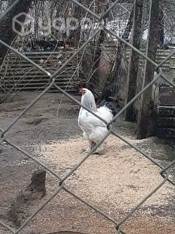Gallinas, varios